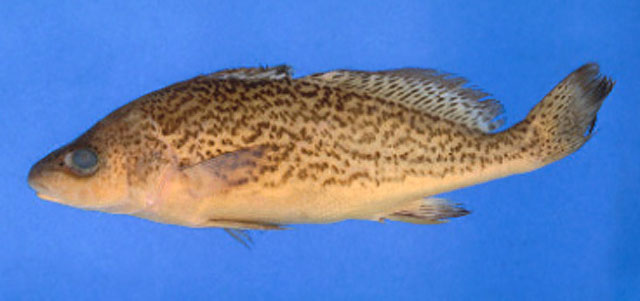 (Pachyurus) Род ПАХИУРЫ, ПАХИУРУСЫ 10 видов